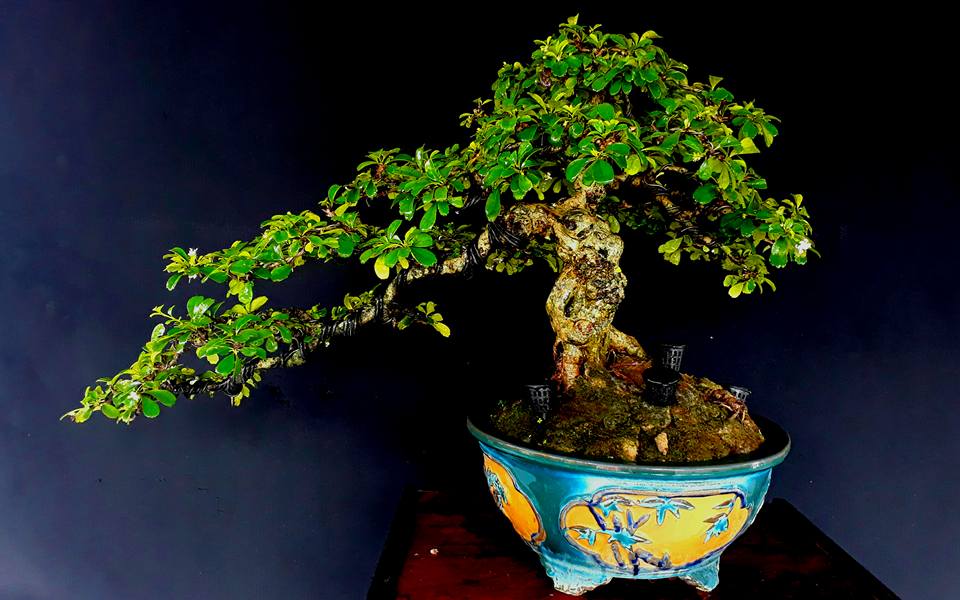 trà phúc kiến bonsai có nguồn gốc trung quốc