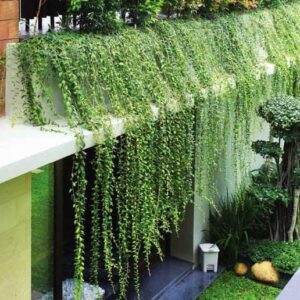 trồng cây này trong nhà sẽ giảm bớt ánh nắng mặt trời tạo không gian mát mẻ