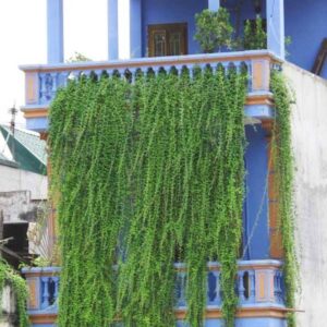 vào màu hè ngăn được các tia nắng mặt trời oi ả