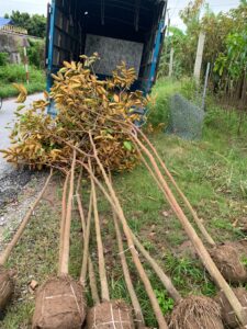vú sữa công trình