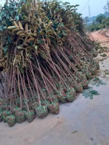 vú sữa giống