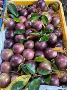 vú sữa thuộc họ hồng xiêm