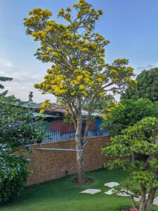 ý nghĩa phong thủy cây chuông vàng