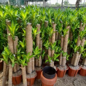 CAYCANHDEP24H là nơi cung cấp giống cây rẻ đẹp và uy tín