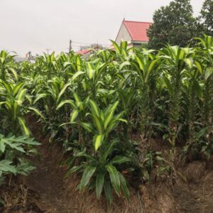 các chậu cây được giâm và phát triển sẵn ở ngoài thị trường