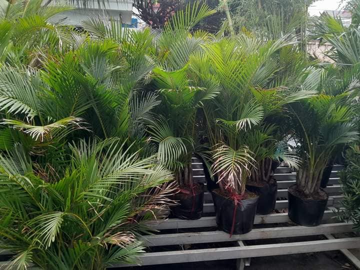 các mẫu cây giống