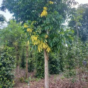 cây có chức năng tạo bóng mát