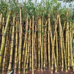 cây có đặc điểm ưa ẩm, ưa sáng, và chịu nhiệt tốt