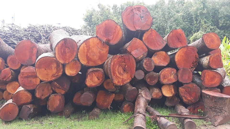 cây có gỗ lớn, chắc chắn