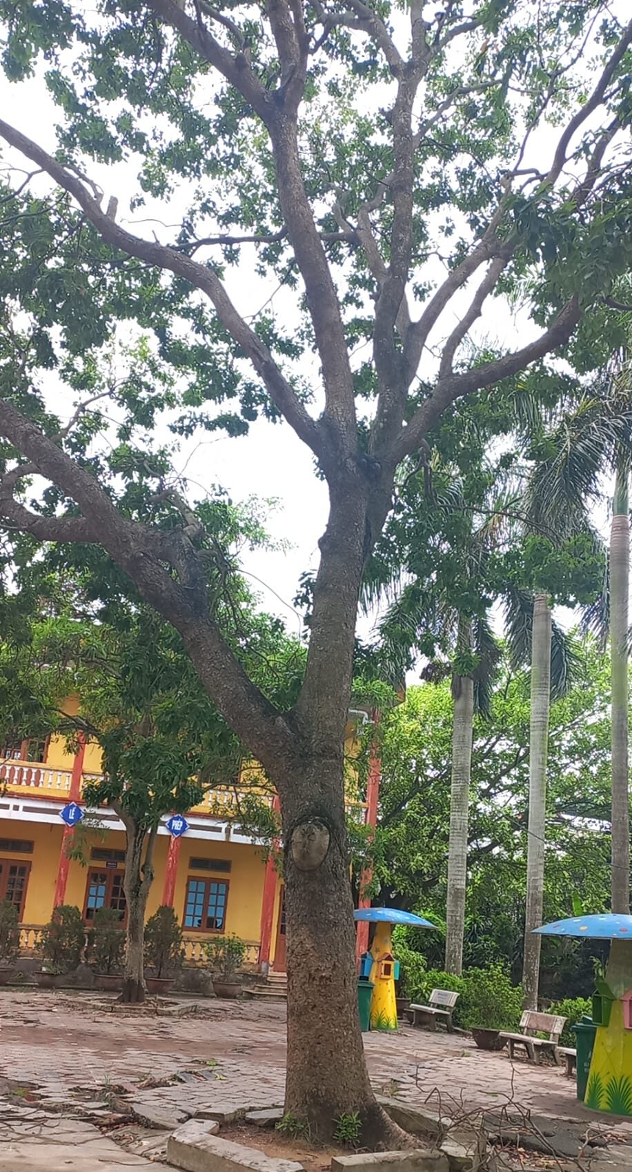 cây có nhiều ý nghĩa phong thủy tốt
