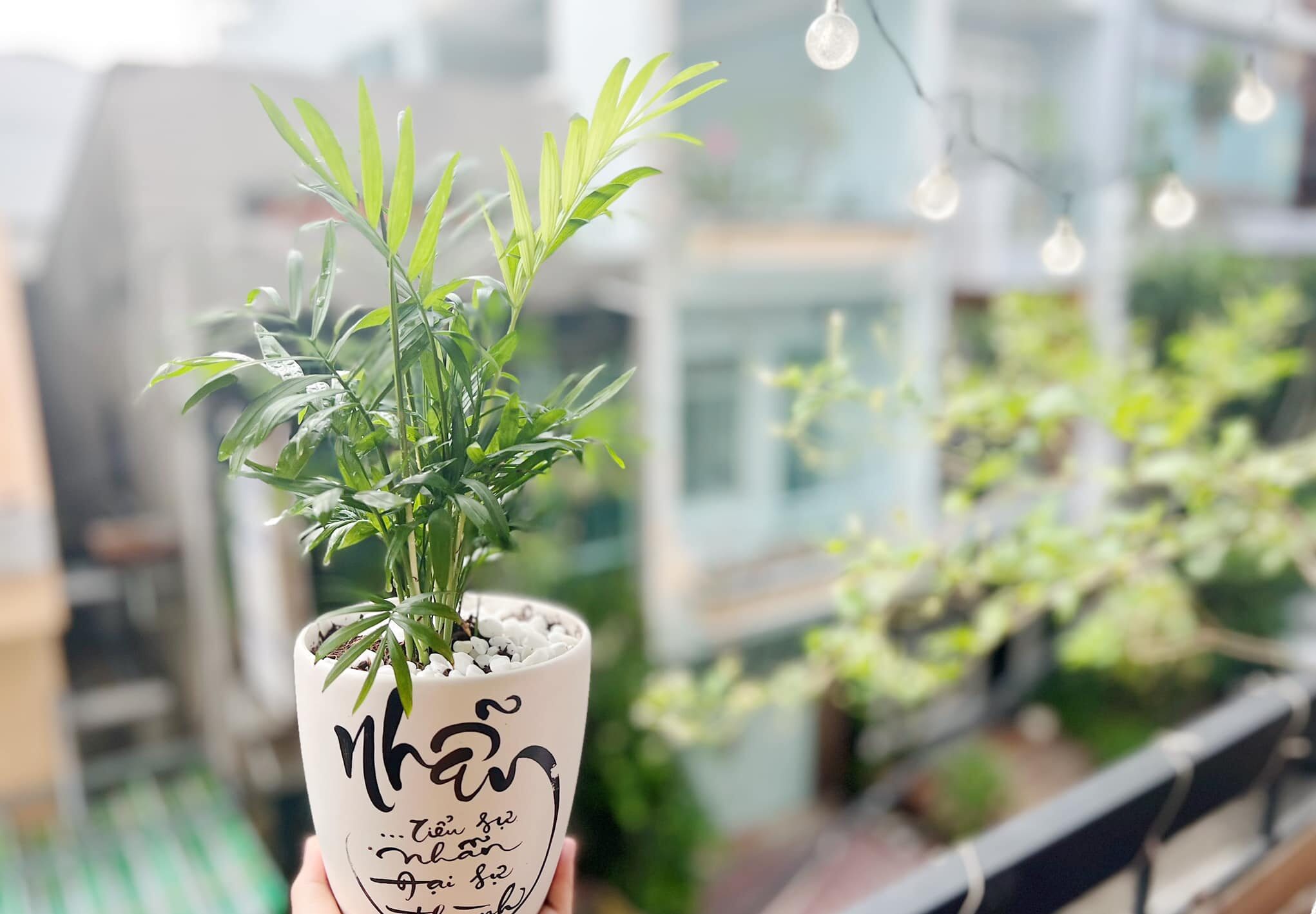 cây có tác dụng thanh lọc không khí