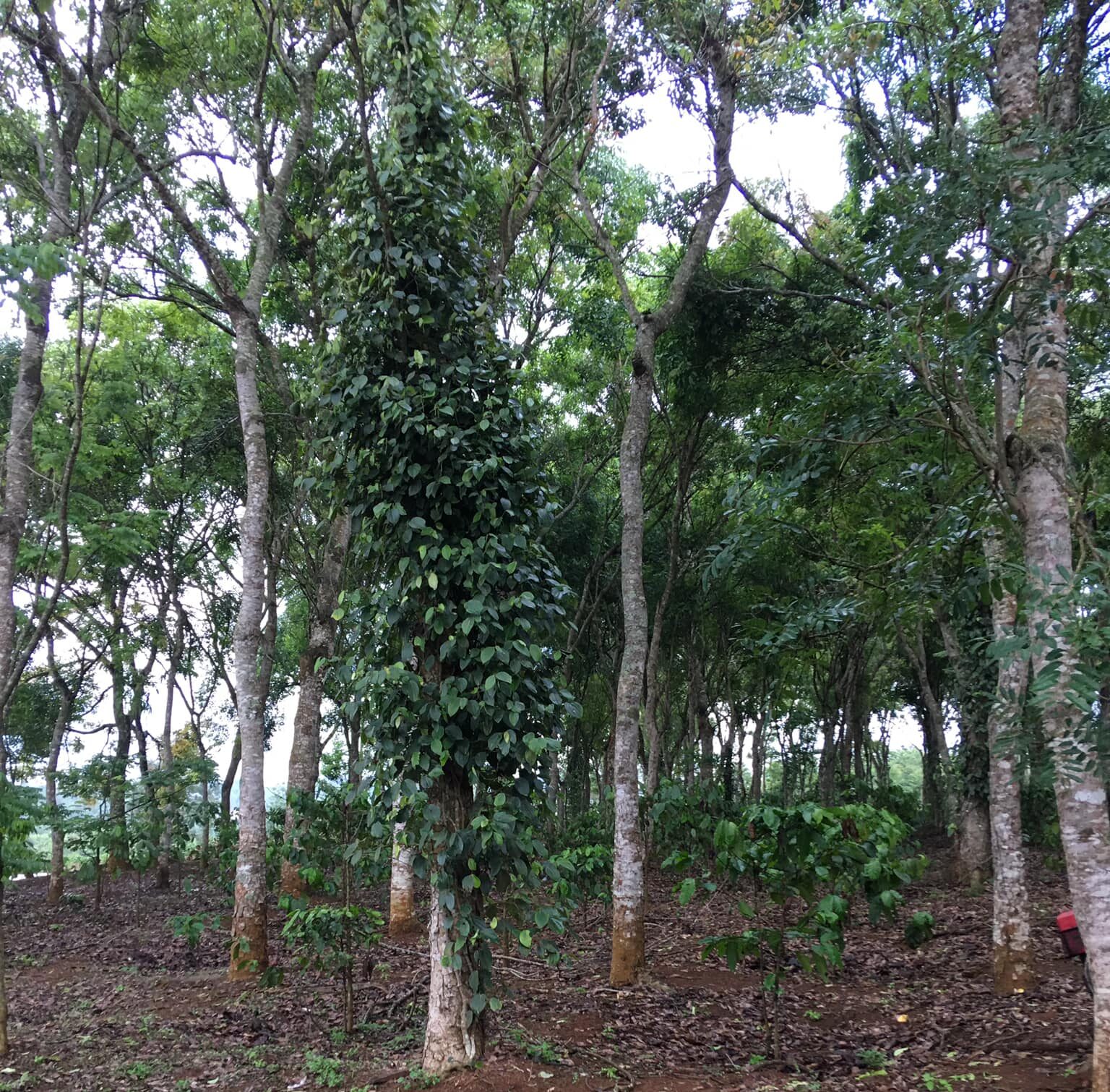 cây công trình mẫu 2