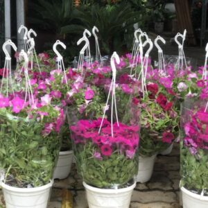 cây dạ yến thảo có thân mềm