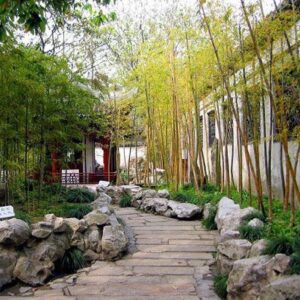 cây được trồng ở sân vườn