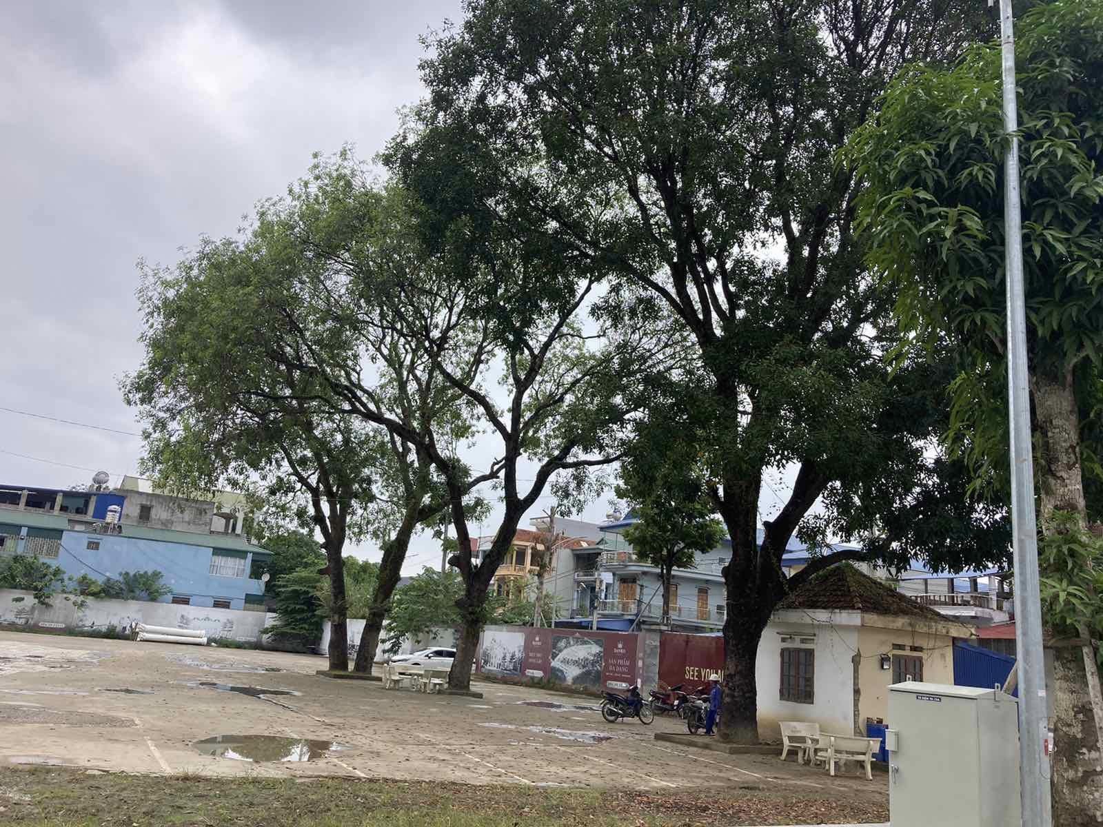 cây được trồng