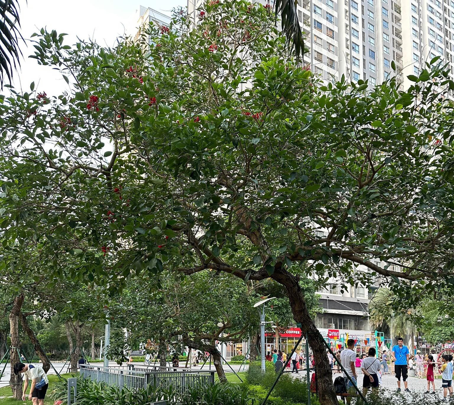 cây được ưa chuộng làm công trình, biệt thự mang lại ý nghĩa