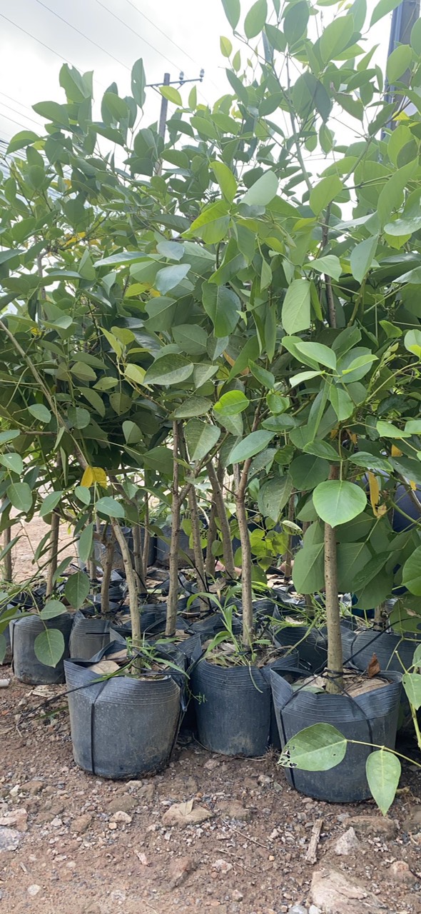 cây giống giúp khách hàng bớt thời gian nhân giống