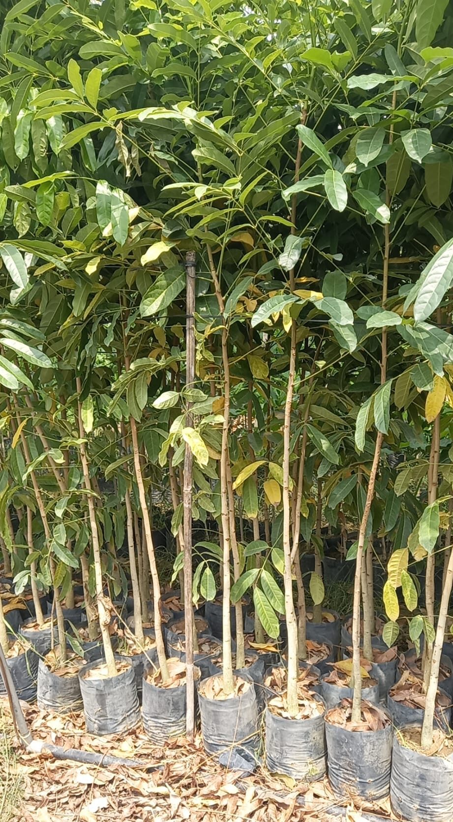cây giống xà cừ 1