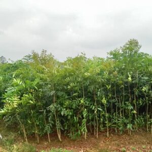 cây giống xà cừ 2