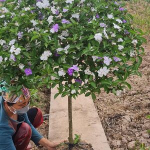 cây lài nhật là dạng cây gỗ thân thẳng