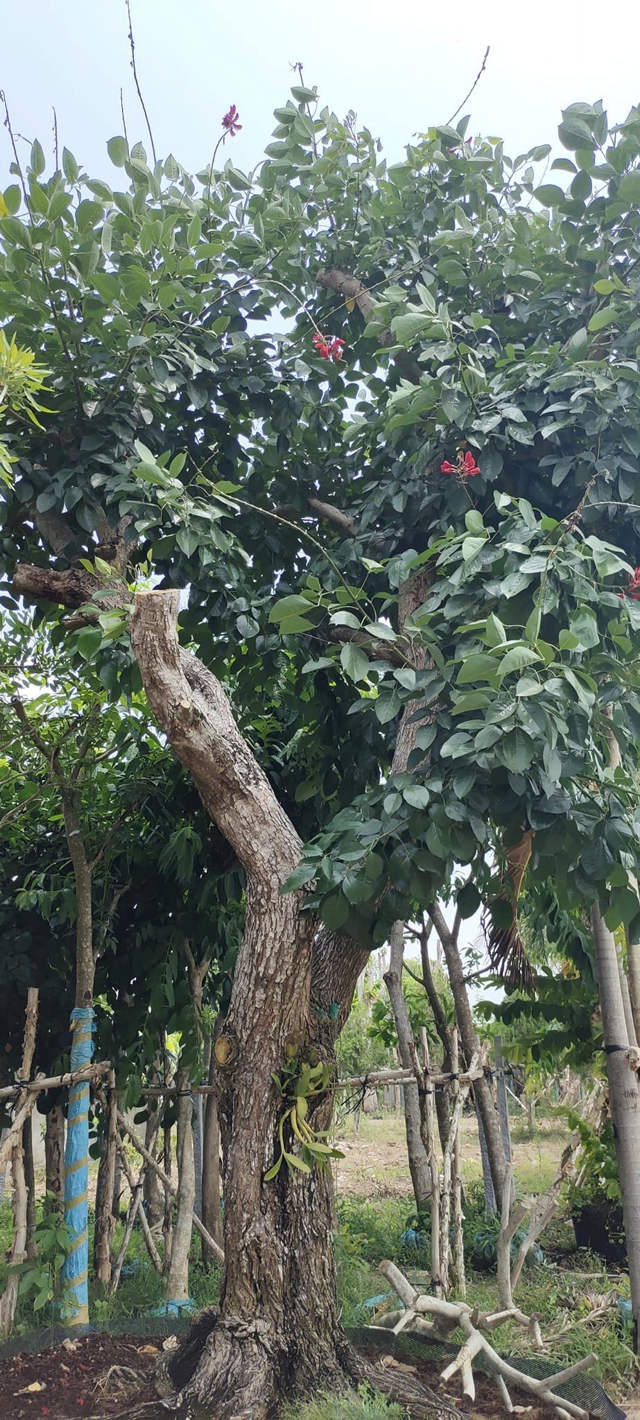 cây osaka đỏ có nhiều công dụng hữu ích
