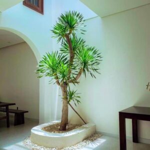 cây phát tài núi có nguồn gốc từ Trung Quốc