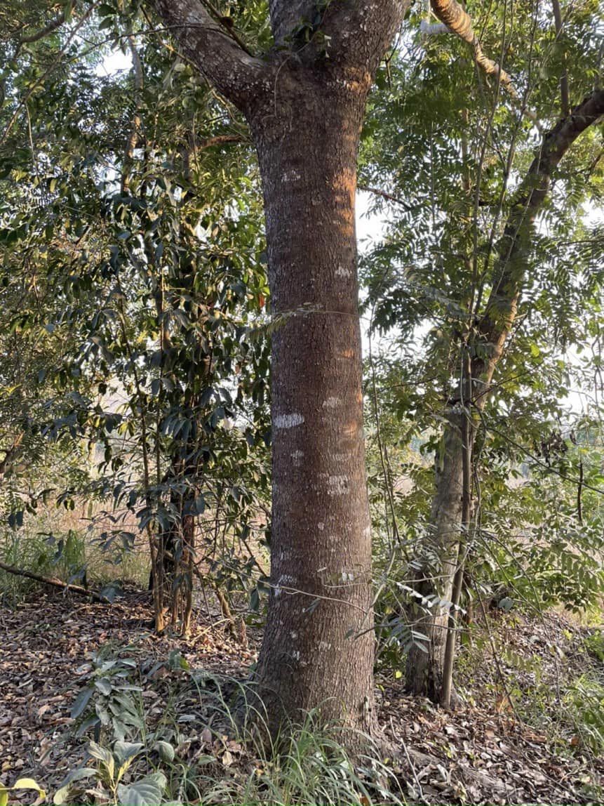 cây sinh trưởng phát triển nhanh và ưa sáng