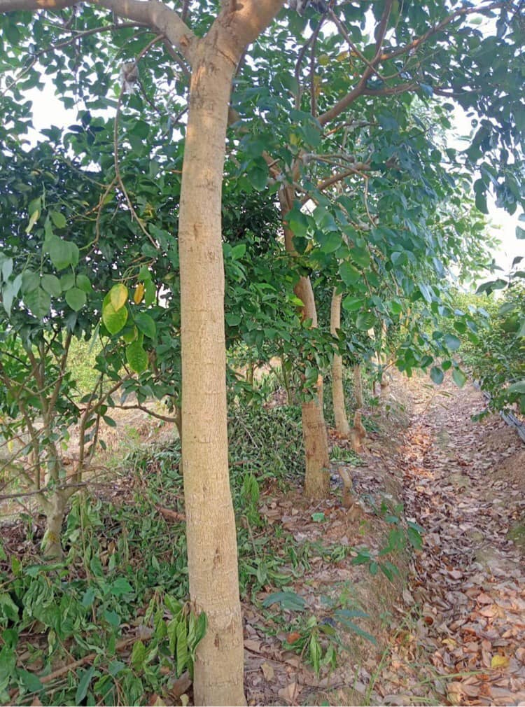 cây ưa sáng có tốc độ sinh trưởng phát triển nhanh.