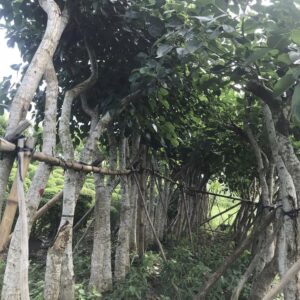 cây ưa sáng có tốc độ sinh trưởng, phát triển nhanh