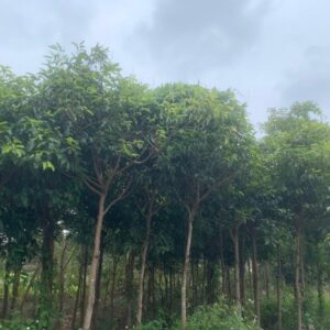 cây viết