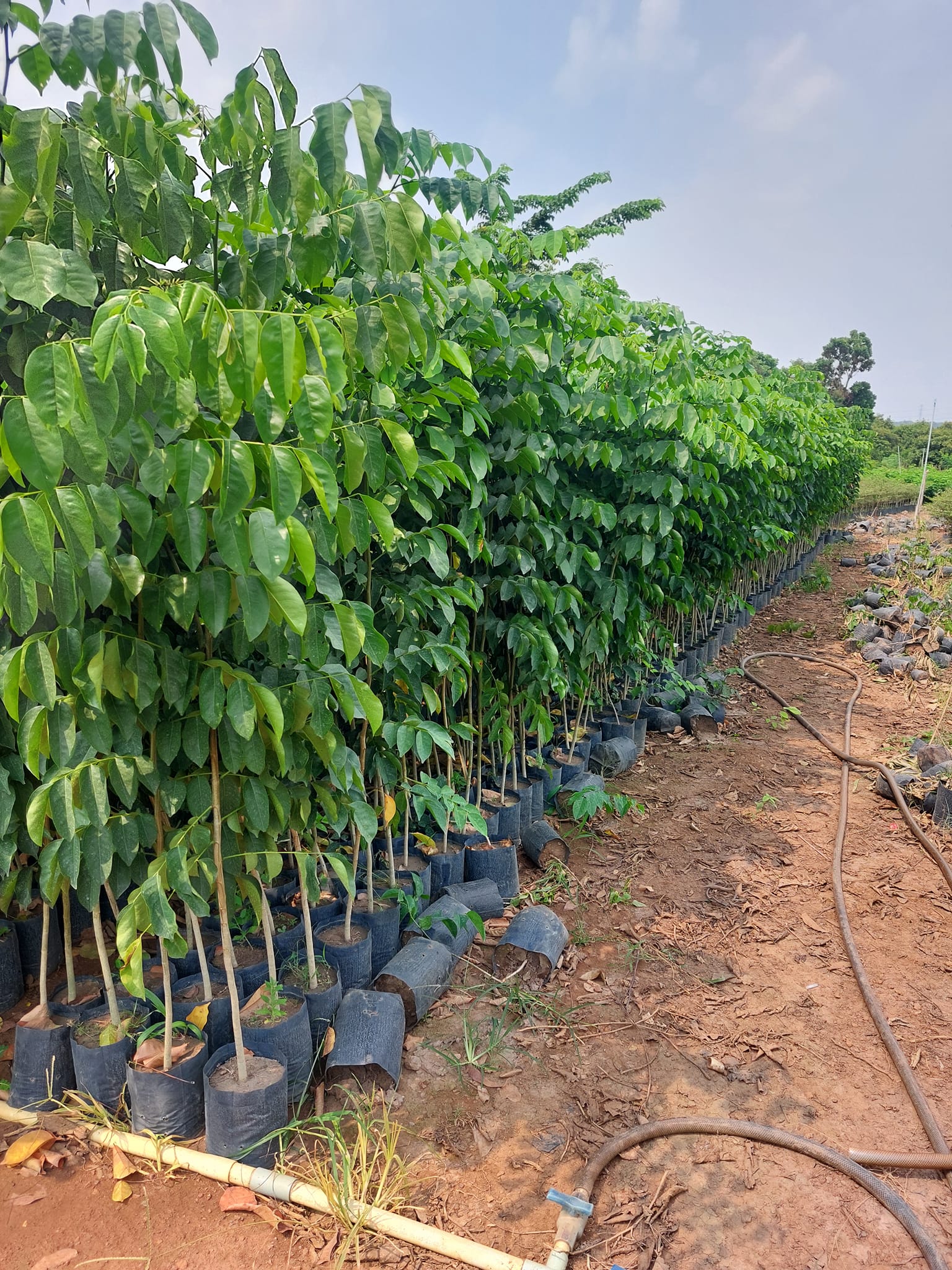cây xà cừ giống