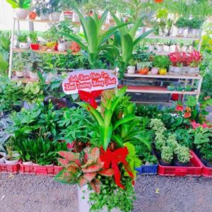 chúng còn được dùng để làm quà tặng