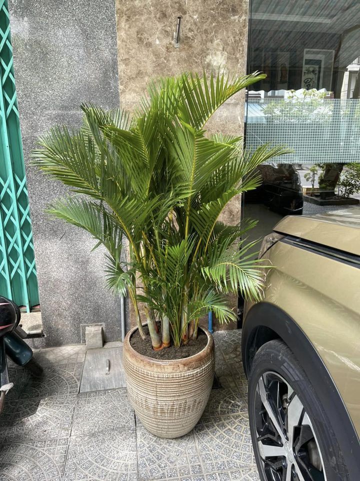 chúng được trang trí ở các sảnh công ty