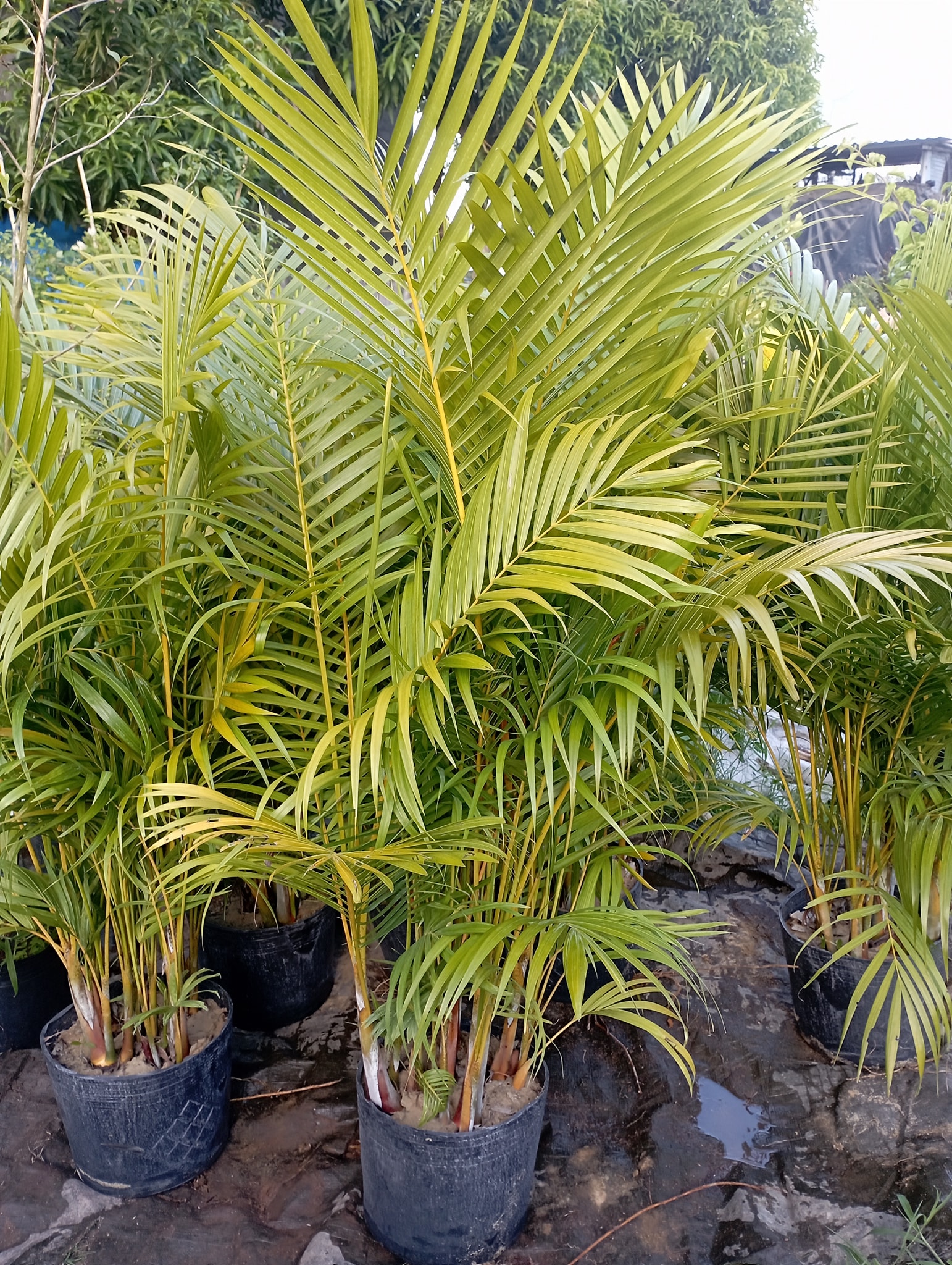 chúng tôi cung cấp cây giống uy tín giá rẻ