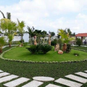 cỏ gừng thái thường tròng ở các khuôn viên