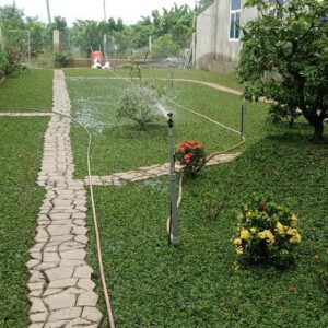 cỏ mọc thành thảm khá đẹp