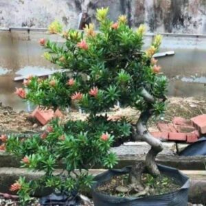 cây biểu tượng cho sự trường tồn và sức khỏe tốt