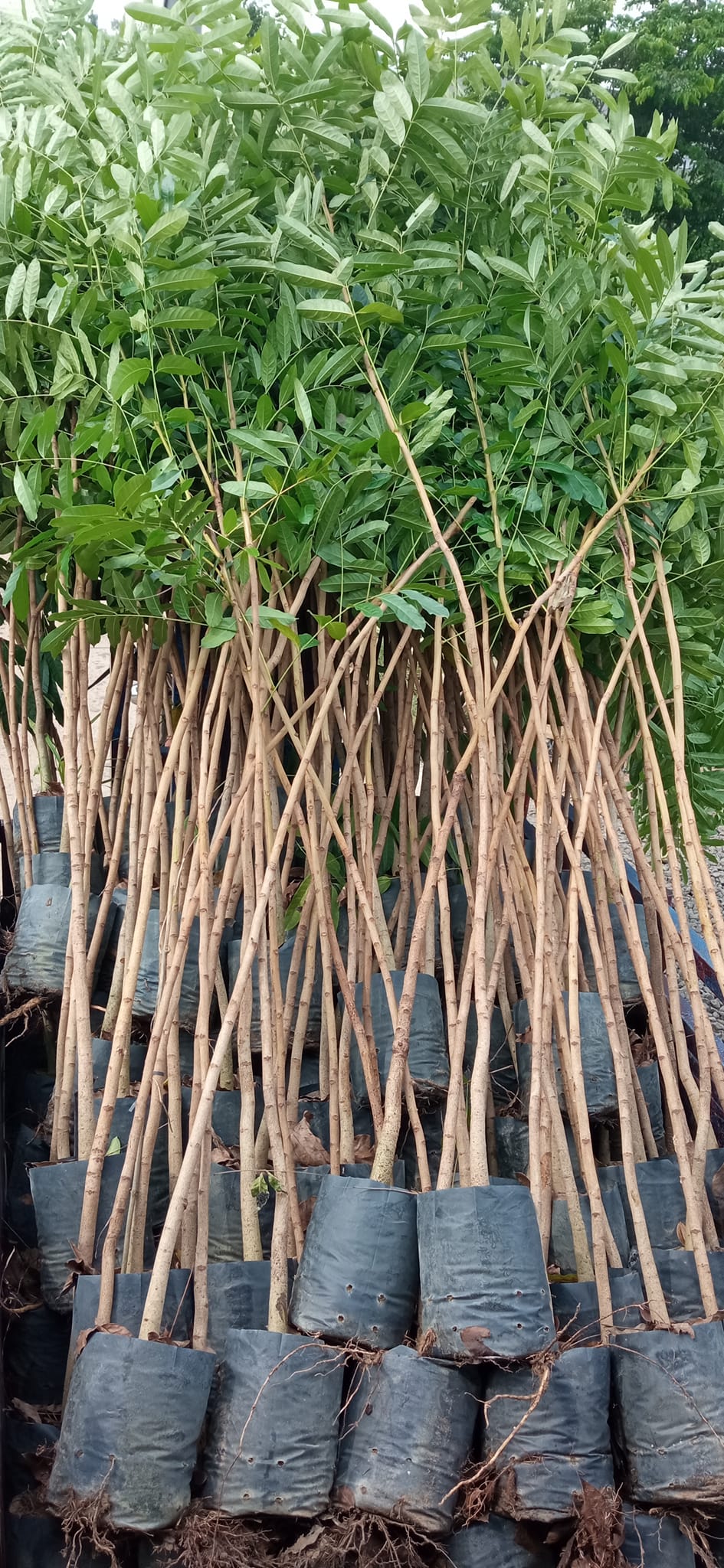 giống cây 4