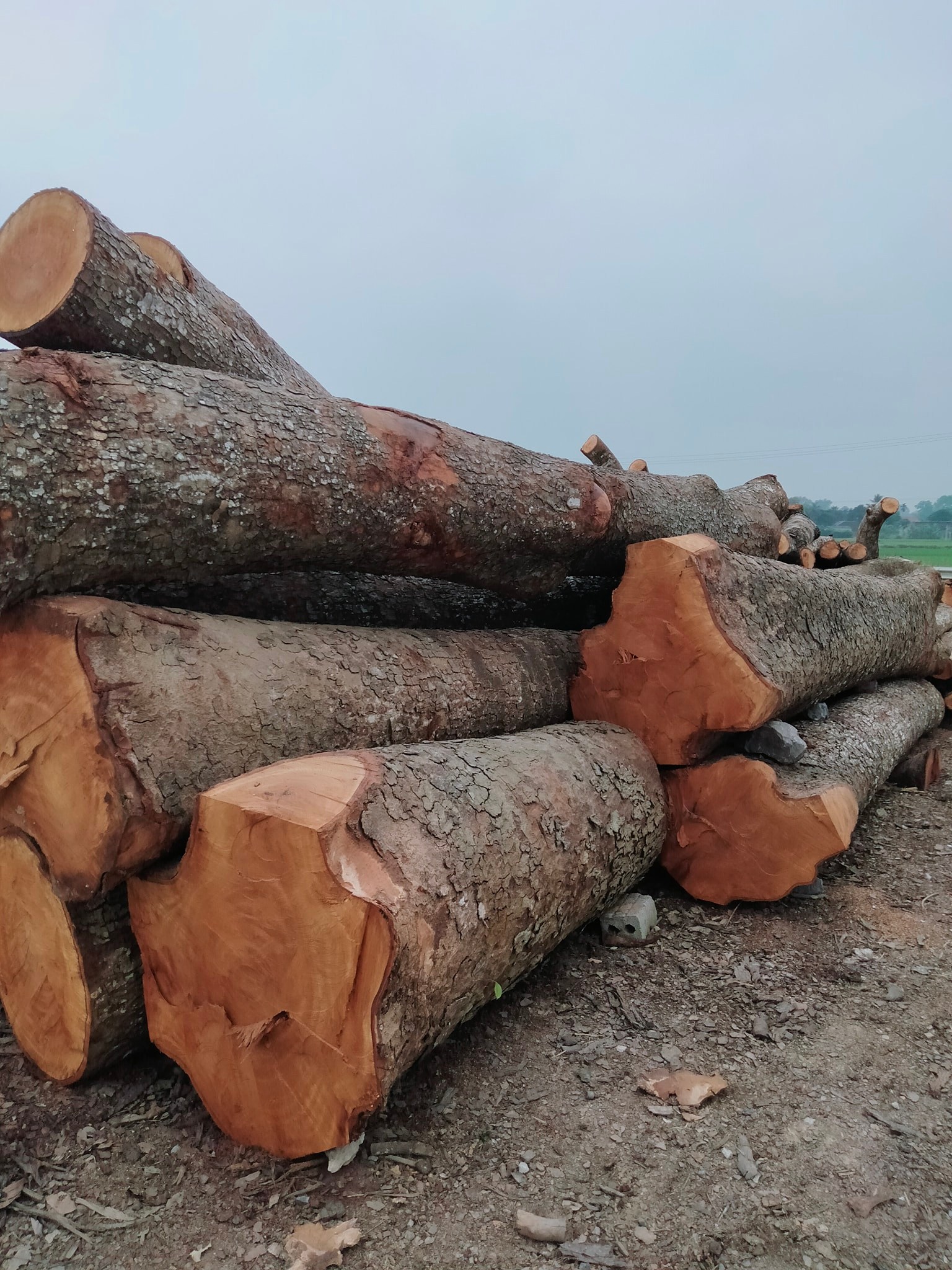 gỗ cây là nguyên liệu tạo ra nhiều sản phẩm đẹp