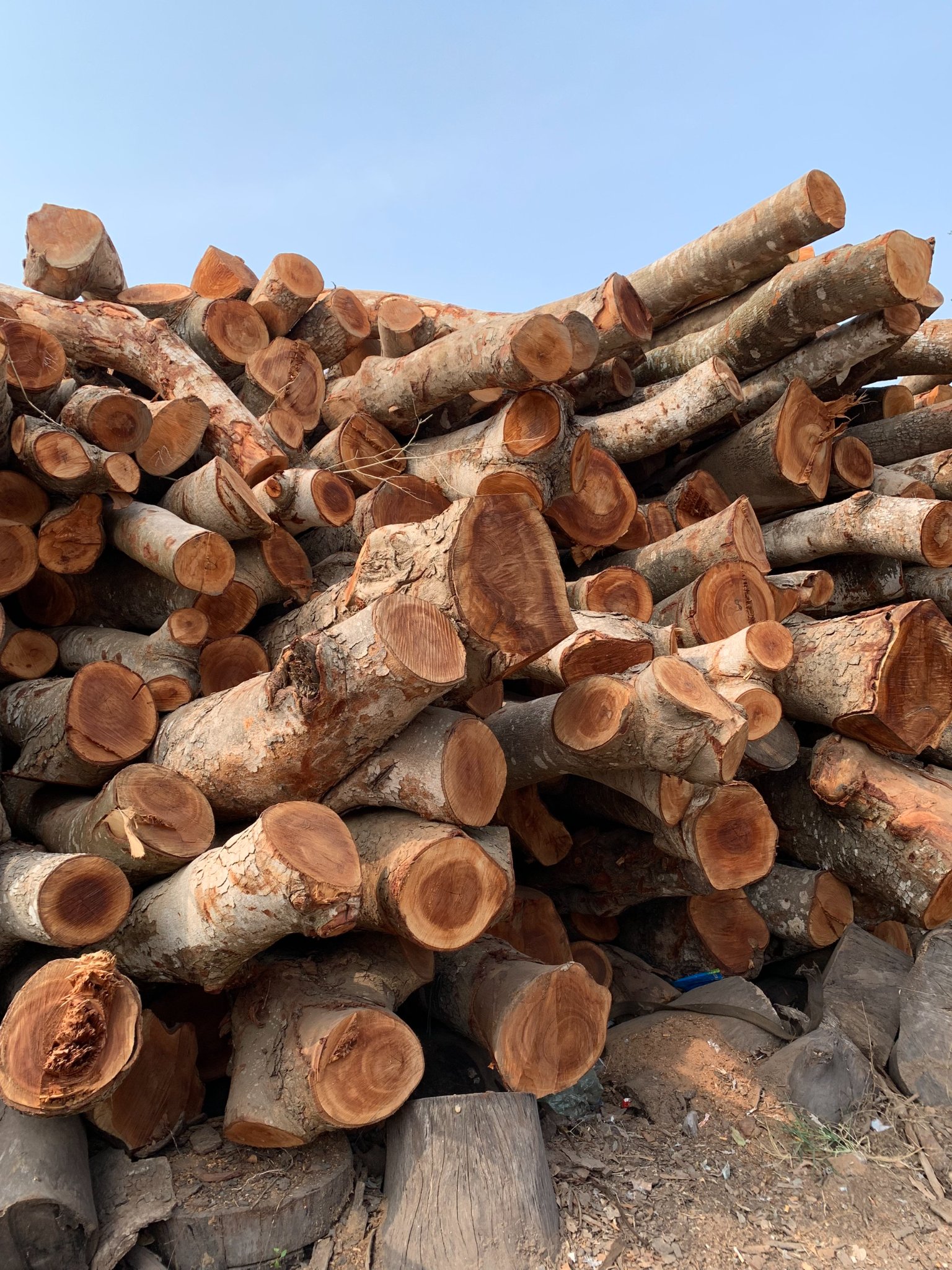 gỗ cây xà cừ