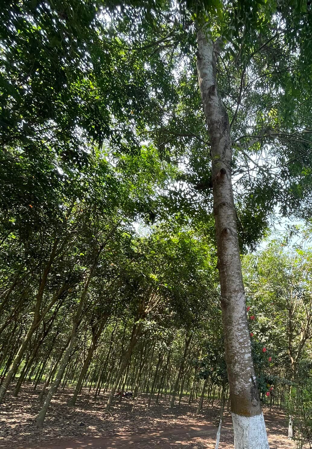 hình ảnh cây công trình 4