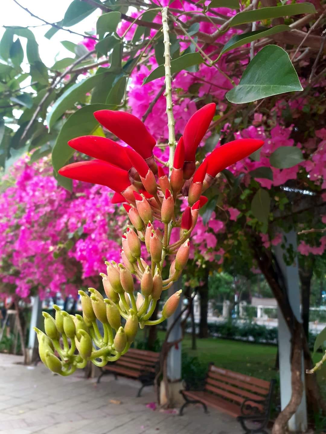 hoa mọc từng chùm mỗi chùm dài 20-30cm