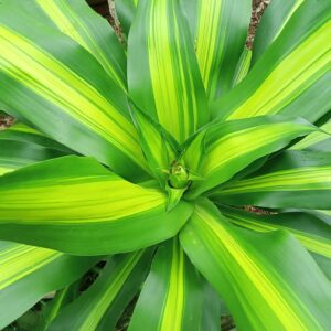 lá cây xanh và dài