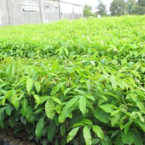 lá có màu xanh lục đậm