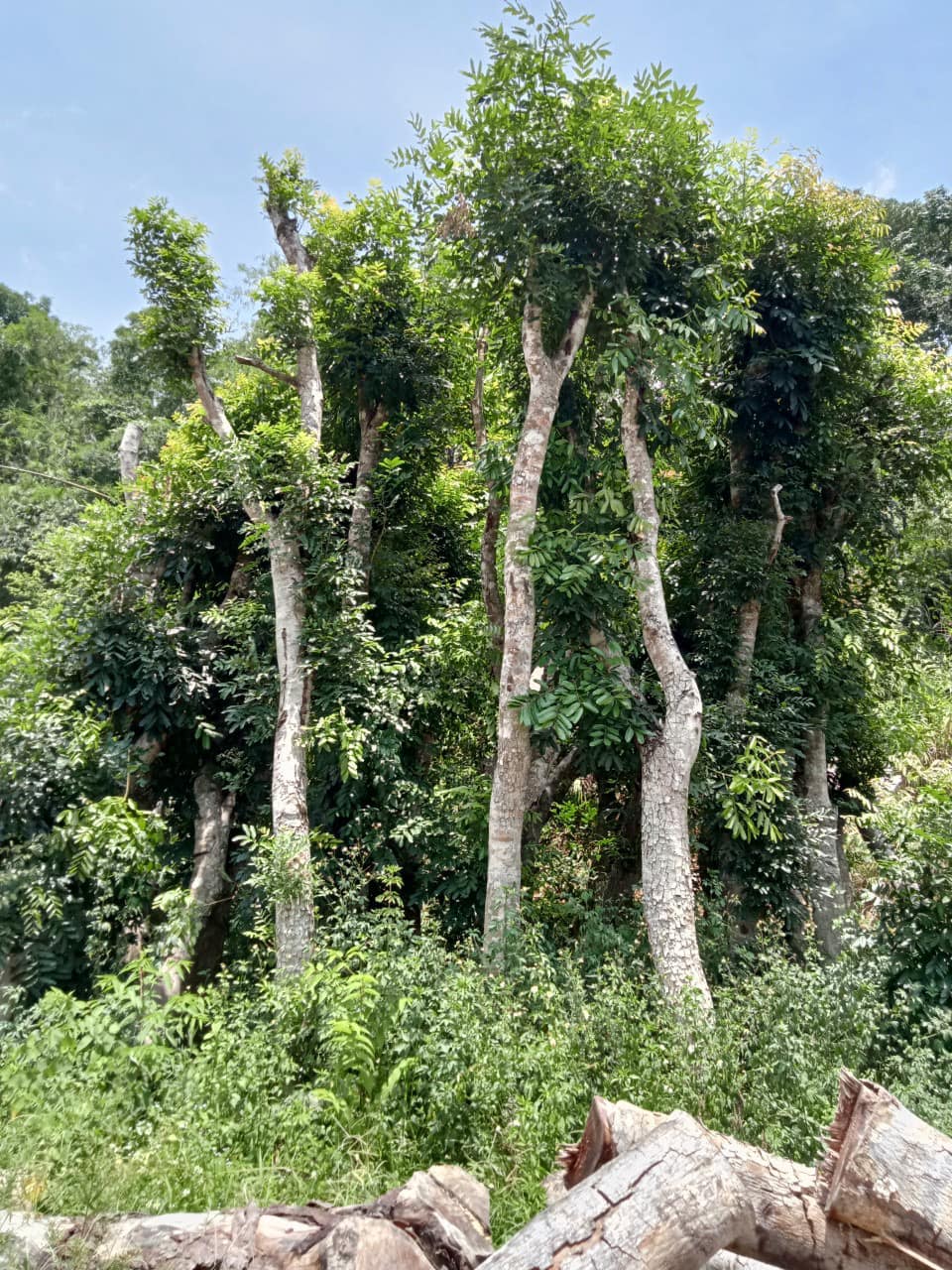 mẫu cây công trình 3