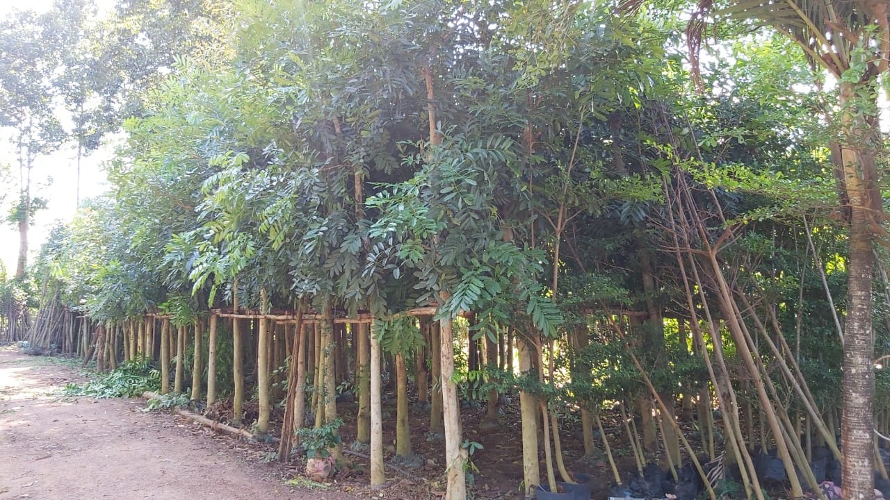 mẫu cây công trình