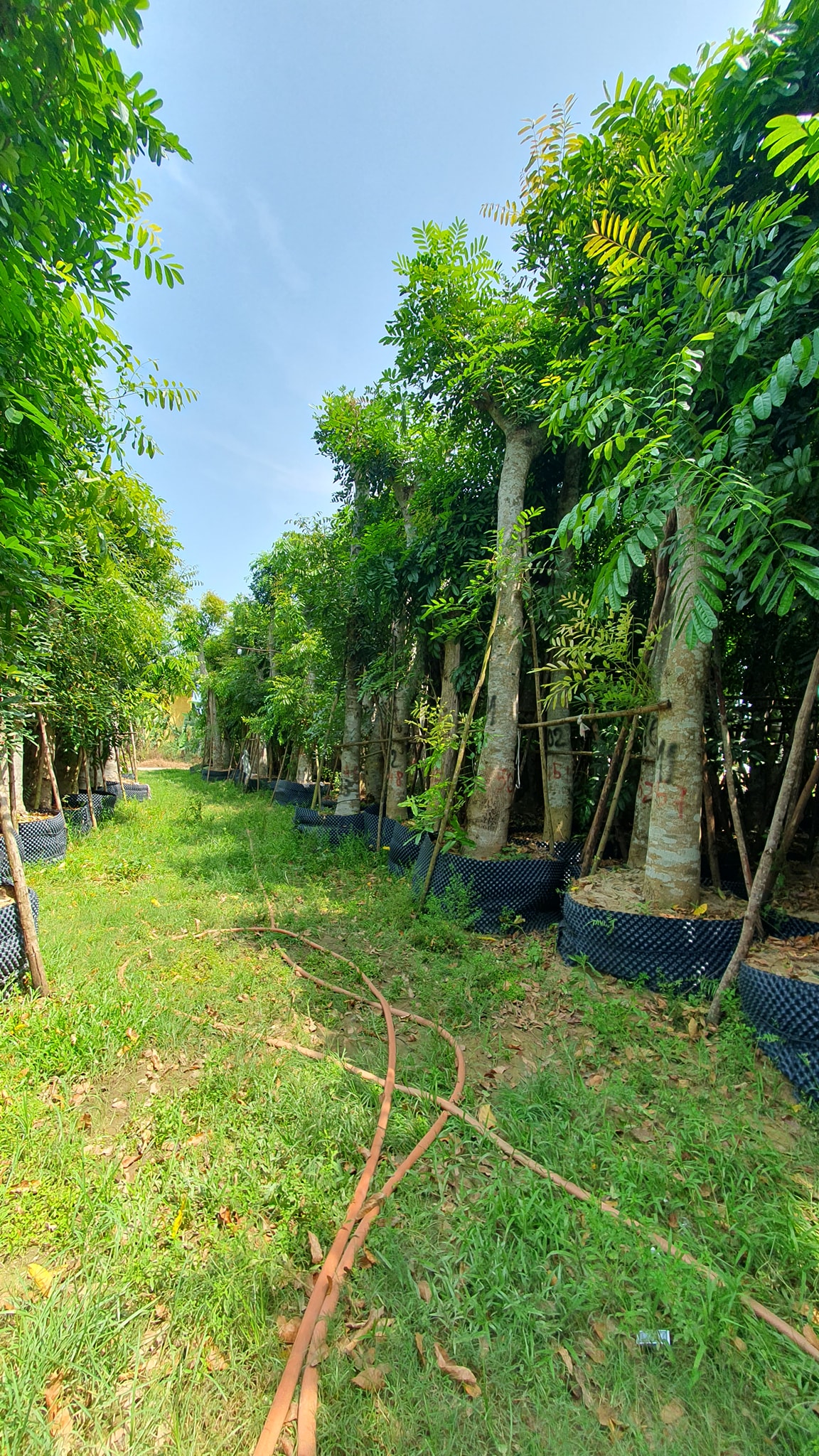 mẫu cây dành cho các công trình