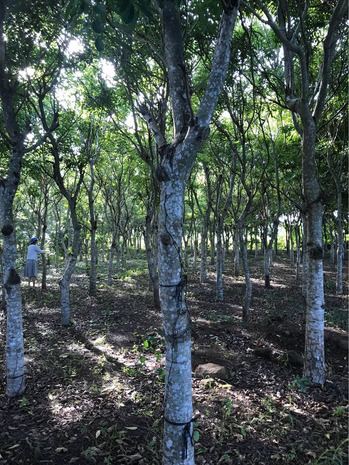 nên trồng cây với mật độ 800-900 cây/ha