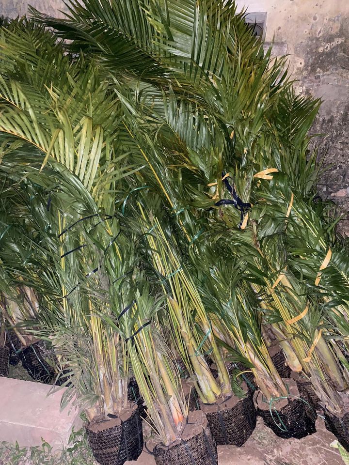tham khảo các mẫu cây ở đây