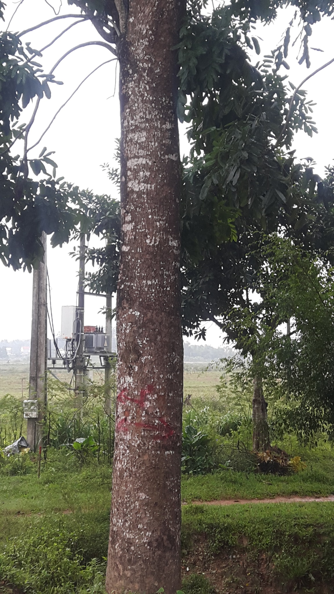 thân và lá cây xà cừ